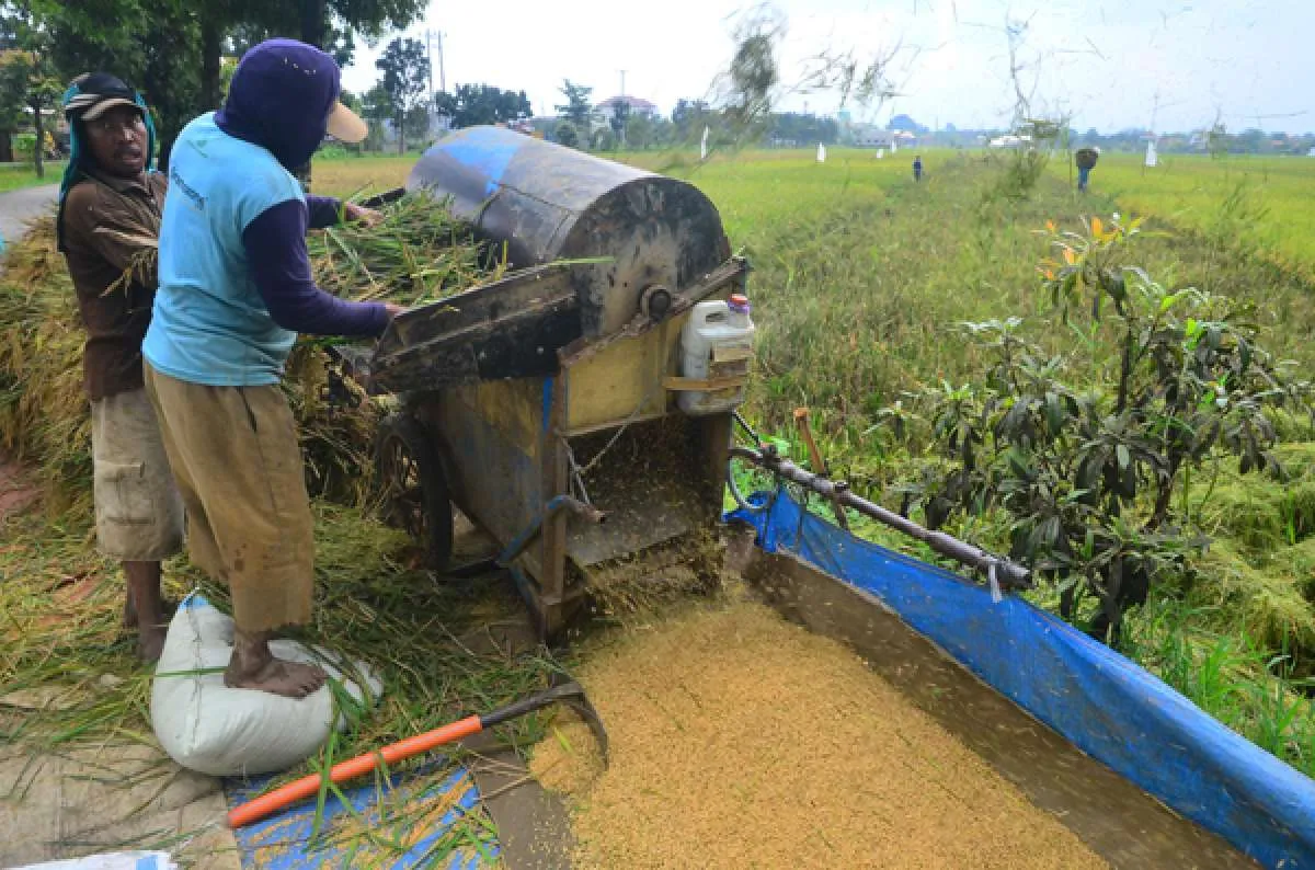 Klaim surplus beras, Kementan sebut harga gabah anjlok
