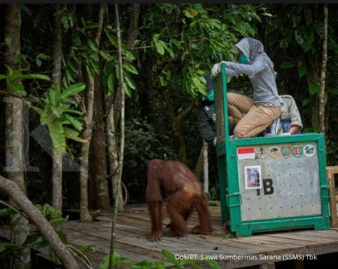 Membuka Tahun 2021, SSMS dan Yayasan BOS Memindahkan Tiga Orangutan ke Pulau Suaka Badak Kecil