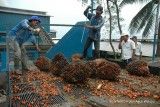 Asian Agri akan bangun 3 pembangkit listrik biogas