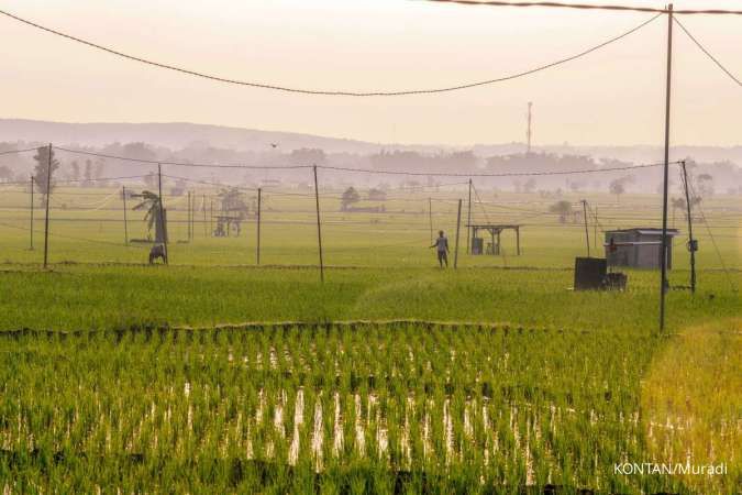 PLN Mendapat Berkah Jualan Listrik di Hamparan Sawah