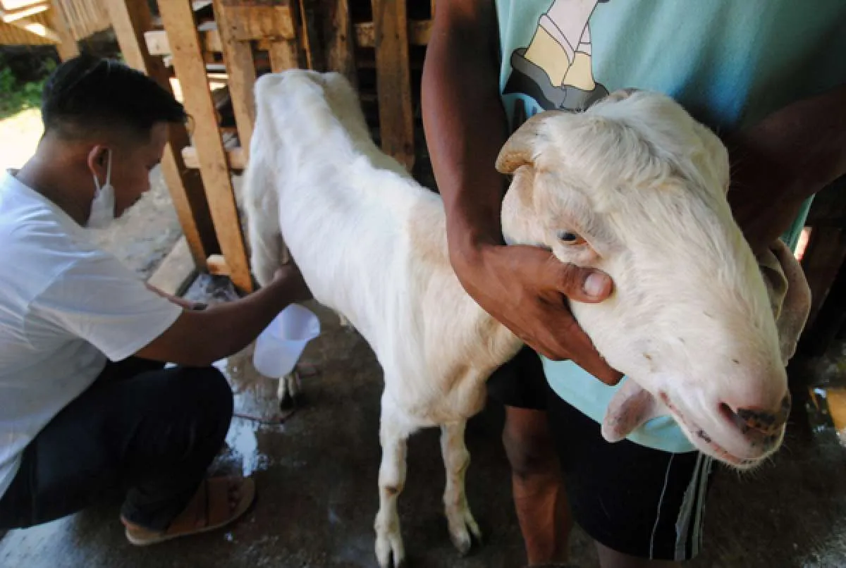 Cek Harga Kambing Kurban Area Tangerang di Tokopedia untuk Idul Adha 2025