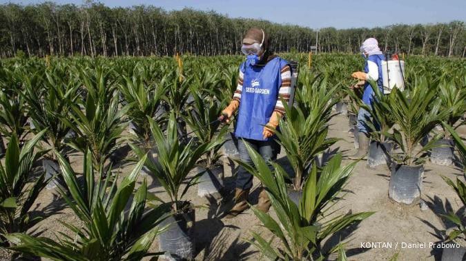 Peralihan musim menghambat penjualan benih sawit