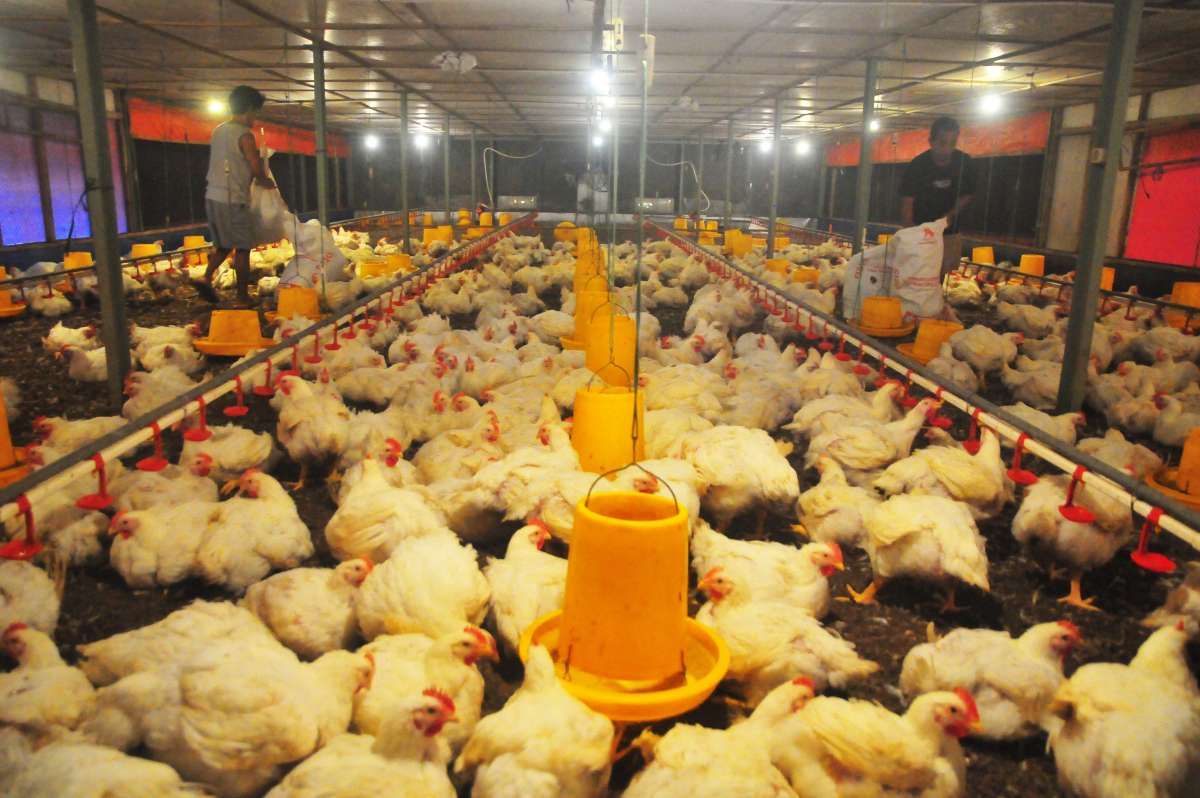 Menakar Efek Harga Patokan Ayam Terbaru