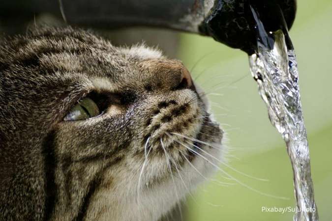 Cara agar Kucing Berhenti Minum dari Air Keran Secara Langsung 