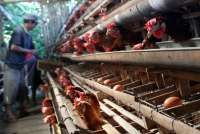 Peternak Tolak Rencana BPI Danantara Masuk Bisnis Unggas, Apa Alasannya?