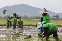 Inovasi Pertanian Beras: Kurangi Emisi Karbon, Tingkatkan Efisiensi
