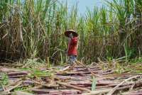 Saat Tetes Tebu Menjelma Jadi Angsa Putih