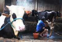 Impor Susu Capai 80%, GKSI Usul Dua Langkah Perkuat Produksi Dalam Negeri