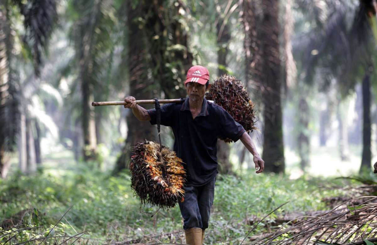 Pertumbuhan produksi CPO Indonesia
