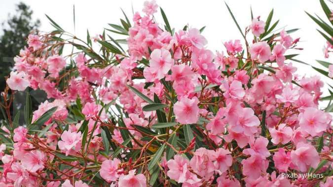 Mengenal Tanaman Beracun Nerium Oleander