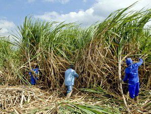 Pemerintah Sudah Menyiapkan Lahan untuk Perkebunan dan Pabrik Gula 