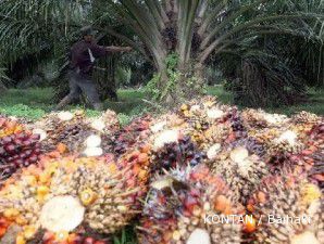 Cemas pemulihan ekonomi melambat, CPO tumbang ke level terendah tiga pekan