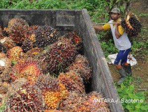 Genjot produktivitas, pemerintah jalankan peremajaan lahan kelapa sawit