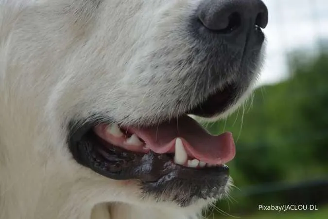 Waspadai 5 Masalah Gigi yang Dapat Menyerang Anjing Peliharaan Anda