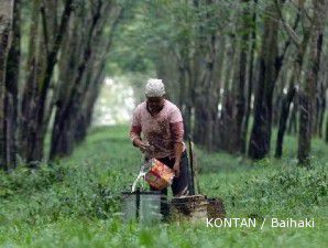 Pasokan berkurang, harga karet mulai merangkak naik