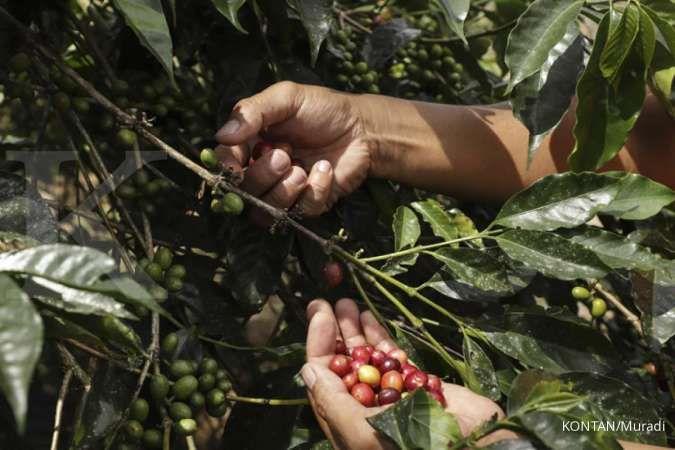 Replanting dinilai bisa jadi cara menggenjot produksi kopi Indonesia