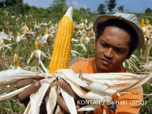 Meski panen raya, penurunan harga jagung lokal bakal tertahan 