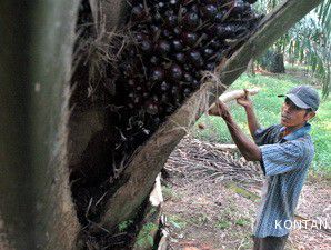 Pelindo I Bakal Kembangkan Pelabuhan Khusus CPO