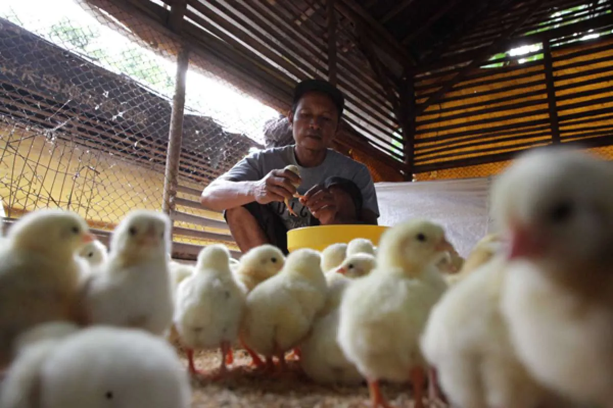 janji Kementan bisa menstabilkan harga ayam