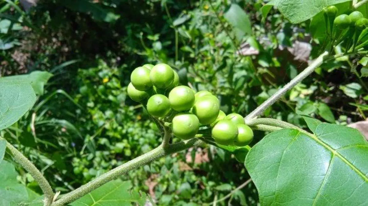 Teh takokak bisa mengobati asam urat, begini loh cara membuatnya