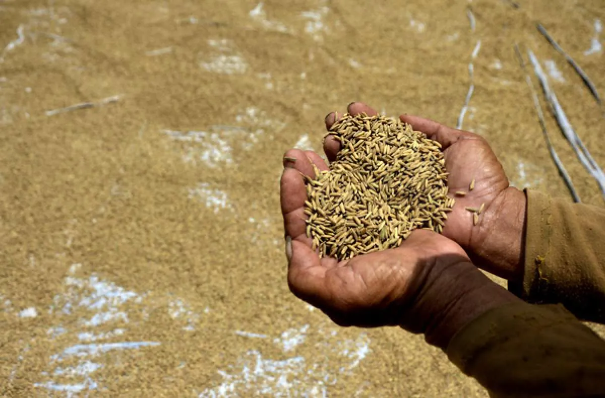 Jaminan stabilitas harga gabah dinilai bantu petani maupun masyarakat