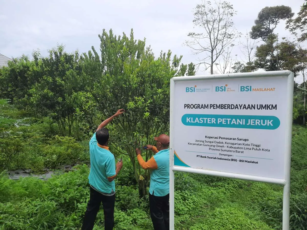 Jeruk Manis Asli Gunung Omeh Binaan UMKM BSI Maslahat