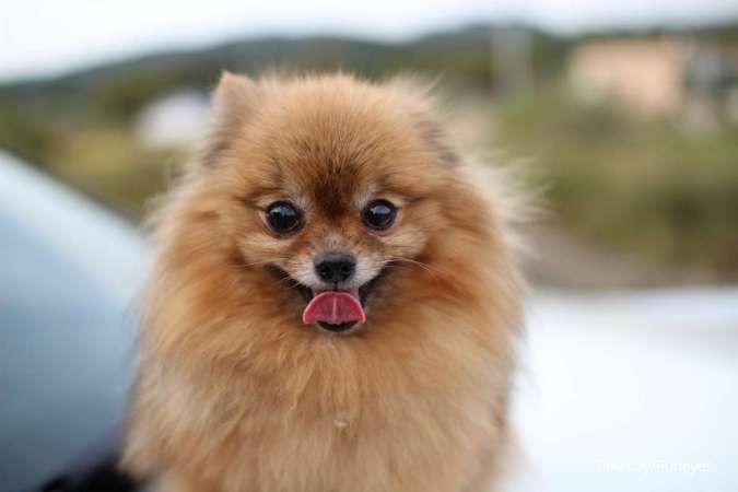 Beda Anjing Pomeranian dan Mini Pom, Kontroversi di Balik Ukuran Tubuhnya!