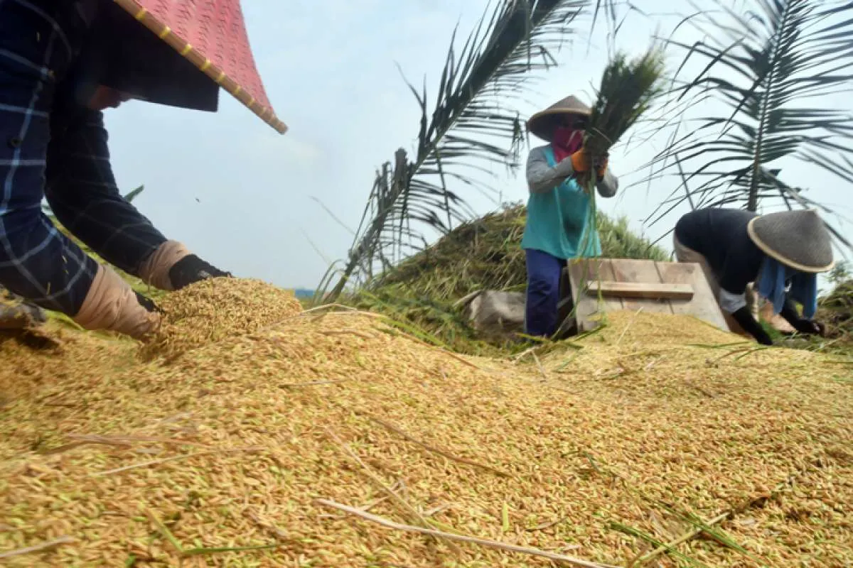 Kementan Targetkan Produksi Beras Mencapai 35 Juta Ton Tahun Depan