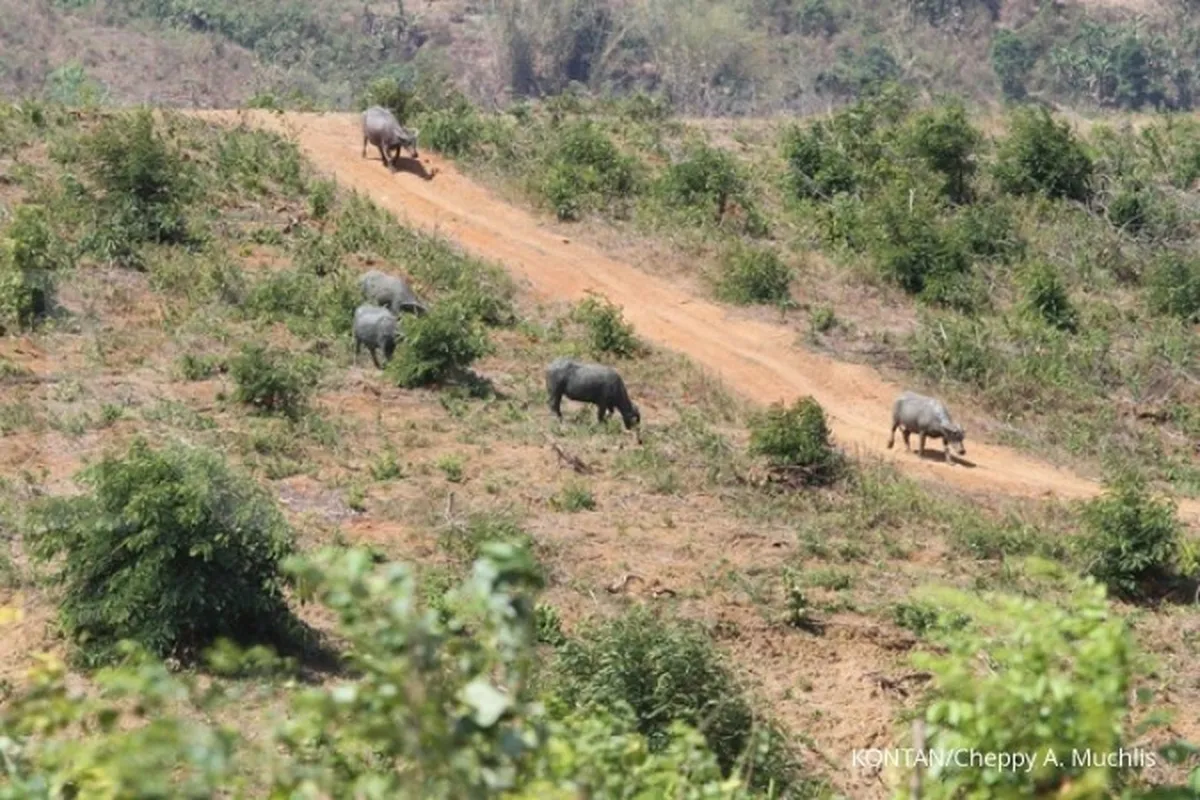 Pajak tanah nganggur ditarget rampung Februari
