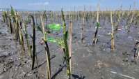 PLN Icon Plus Tanam 2.500 Mangrove, Serap Karbon Setara 7.098,49 kWh Listrik