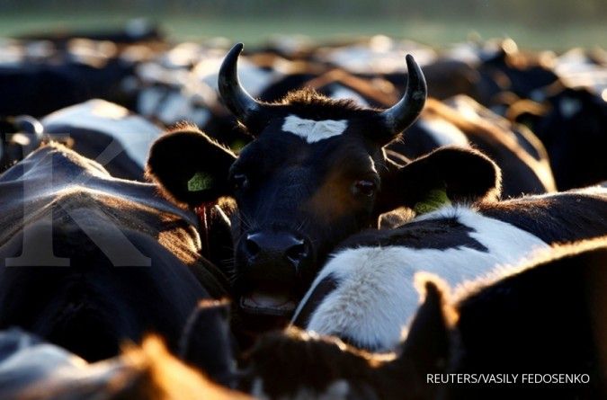 Impor daging sapi dapat menekan harga sapi lokal