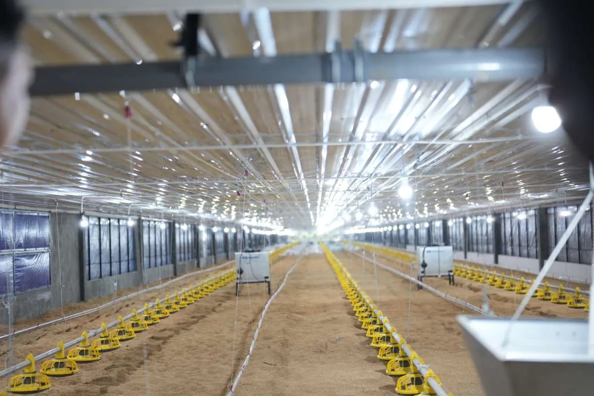 Harga Ayam Hidup Melesat, Laba Japfa Comfeed (JPFA) Diproyeksi Naik Signifikan