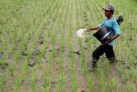 Data Petani Tak Akurat, Penyerapan Pupuk Bersubsidi Menurun