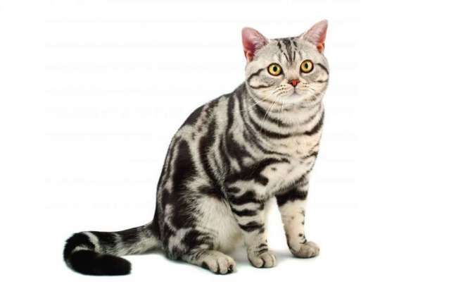 Kutu Kucing Bersarang di Rumah, Ini Solusi Basmi Telurnya