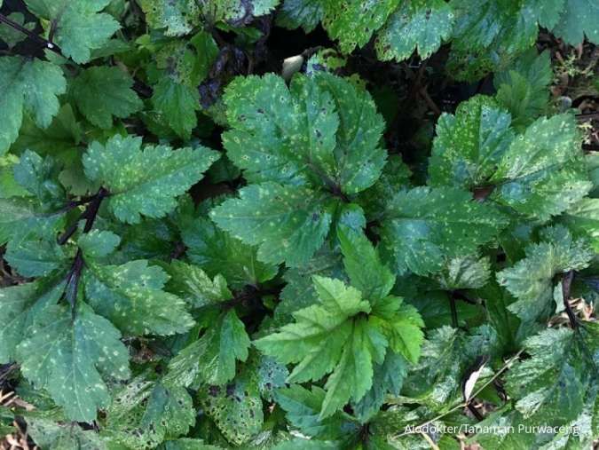 Kenali Sederet Manfaat Purwaceng, Bisa Meningkatkan Vitalitas Pria Juga Lho!