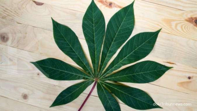 Lezat dan mudah diolah, ini manfaat daun singkong untuk kesehatan