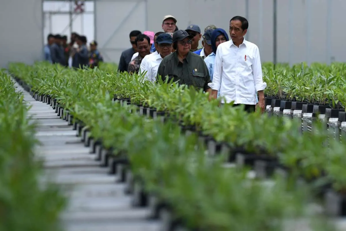 Proyek Pembangunan IKN, Jokowi Ingin Investor Dalam Negeri Didahulukan Masuk