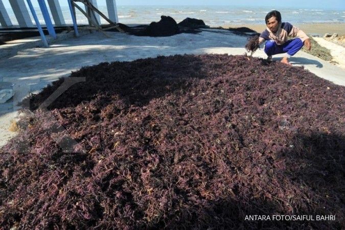 KKP genjot budidaya rumput laut Sumba Timur