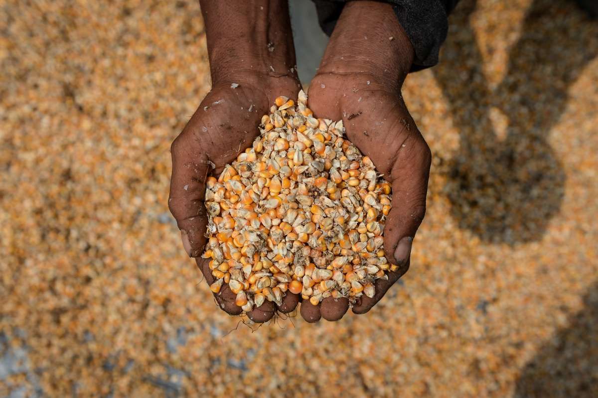 Bapanas Minta Tambahan Dana Penyerapan Jagung
