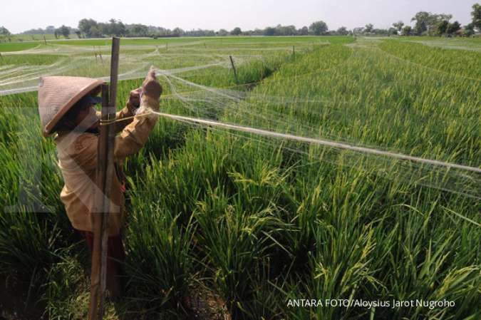 Investasi Swasta Skala Menengah dan Besar di Bidang Pangan Harus Melibatkan Petani