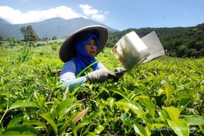 Dewan Teh menargetkan konsumsi teh Indonesia 500 gram per orang