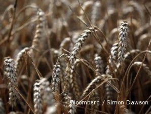 Panenan Amerika Selatan rusak, harga jagung dan kedelai terus reli