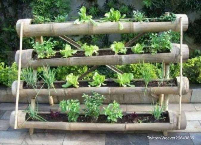 Mengenal Budidaya Tanaman dengan Teknik Vertikultur, Solusi Bertanam di Lahan Sempit 