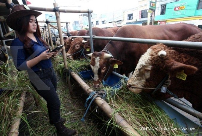 Id Adha, Pamekasan larang sapi betina disembelih