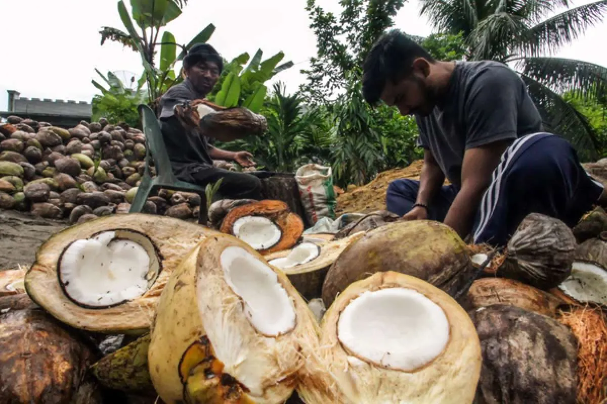 Melihat Potensi Industri Kelapa dan Kopra yang Luput dari Perhatian Pemerintah
