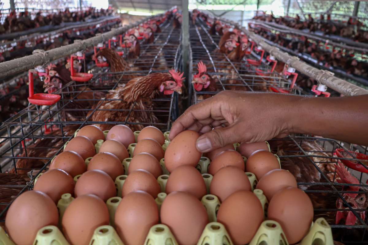 BUMN Pangan Serap Produksi Telur Rakyat