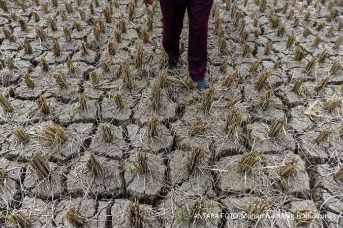 Musim Kemarau 2025 Lebih Singkat, Puncak Kekeringan Terjadi Bulan Ini