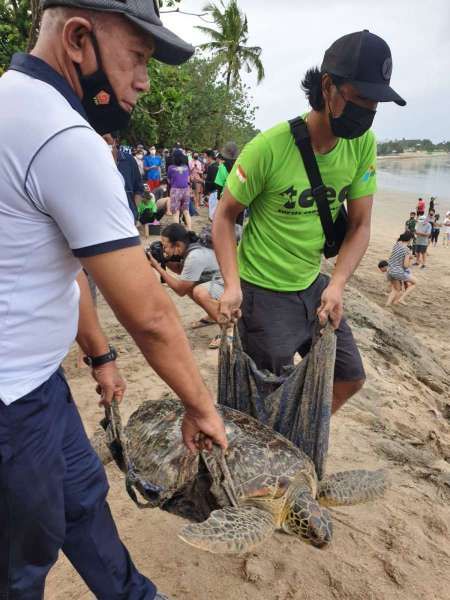 KKP Apresiasi TNI AL Atas Sinergi Penanganan Penyu Hasil Sitaan di Bali