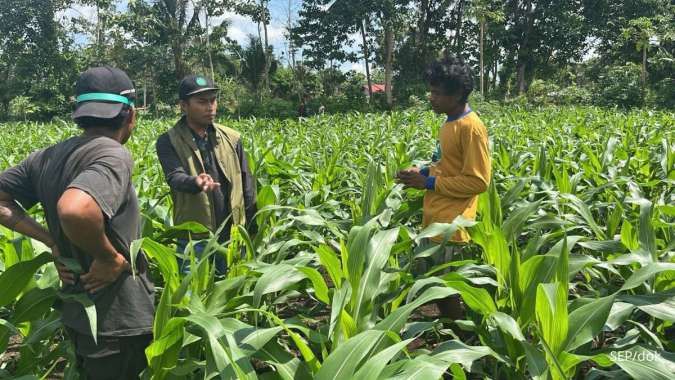 Triputra Group Perkuat Rantai Pasok Jagung, Cakupan Lahan Capai 5.000 Hektare