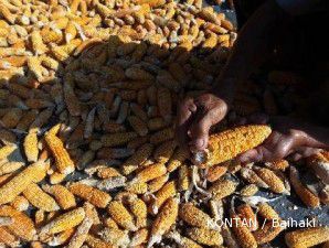 Bertambahnya pasokan dari China tak mampu meredam kenaikan harga jagung